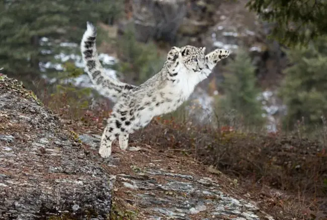 Nearshore Vertebrate Predator : 近岸脊椎动物捕食者