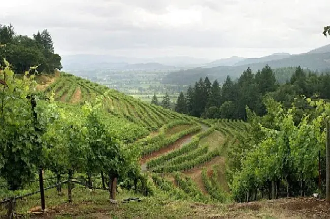 Napa Valley Velo : 纳帕谷维洛