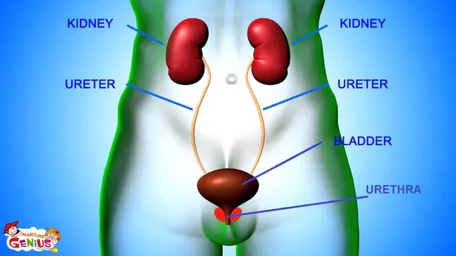 Officer grade: Lieutenant Commander or Major : 军官级别：中校或少校