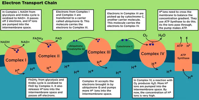 Organismic and Evolutionary Biology : 组织和进化生物学