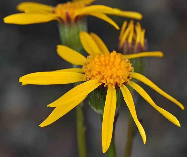 Oregon Flora Newsletter : 俄勒冈州植物志通讯