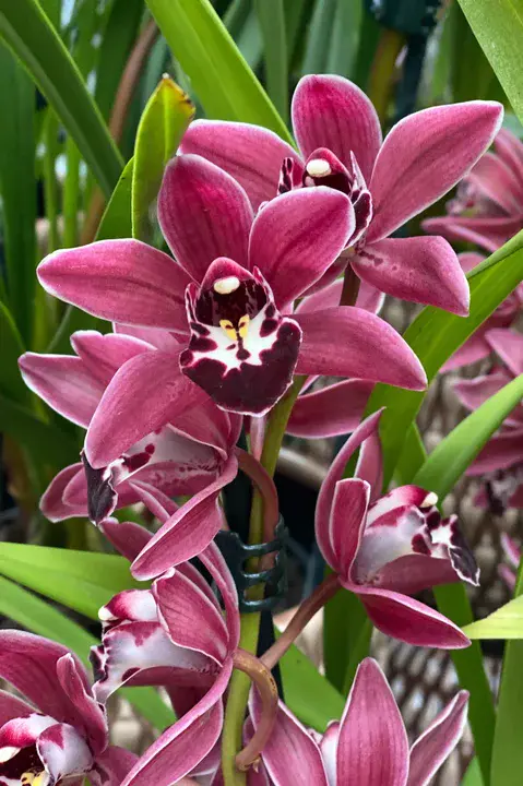 Orchid Guild of the Americas : 美洲兰花协会