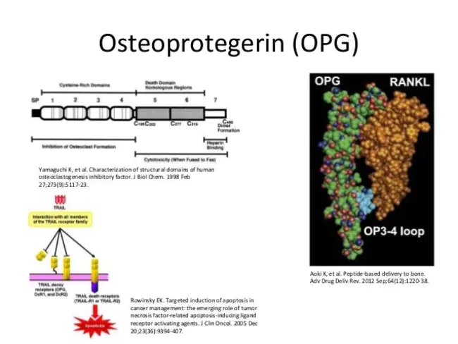 Osteoprotegerin : 骨保护素