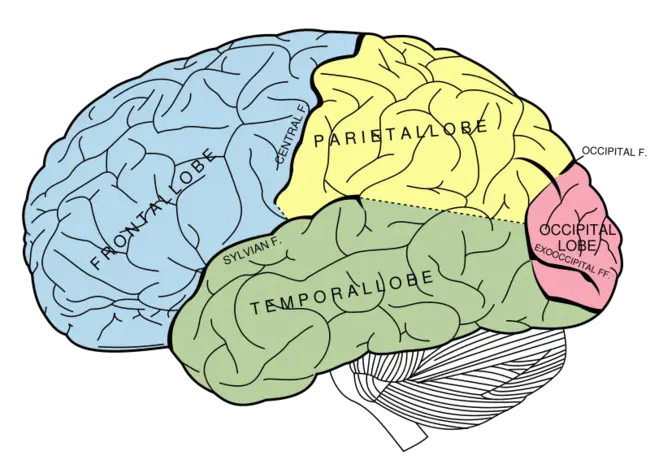 Parietal Recoding System : 顶叶重编码系统