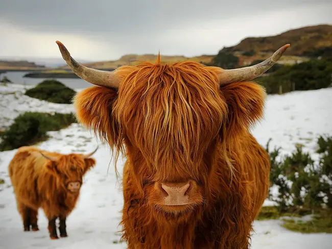 Highland Heather : 高原杂色