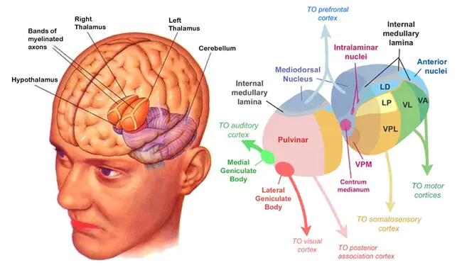 DorsoMedial Hypothalamus : 下丘脑背内侧