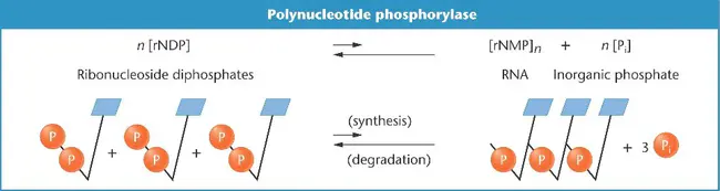 PolyNucleotide Phosphorylase B : 多核苷酸磷酸化酶B