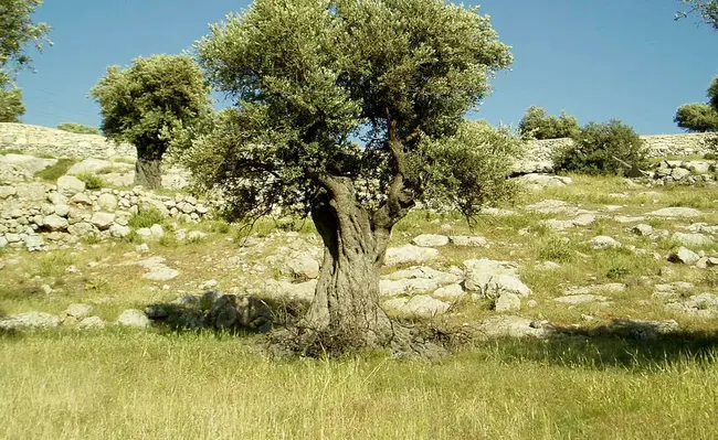 Olive Tree Genealogy : 橄榄树谱系