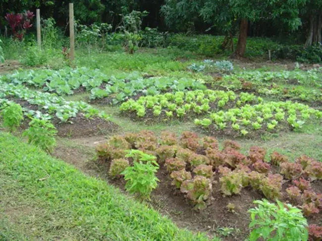 Organic Vegetable Garden : 有机蔬菜园