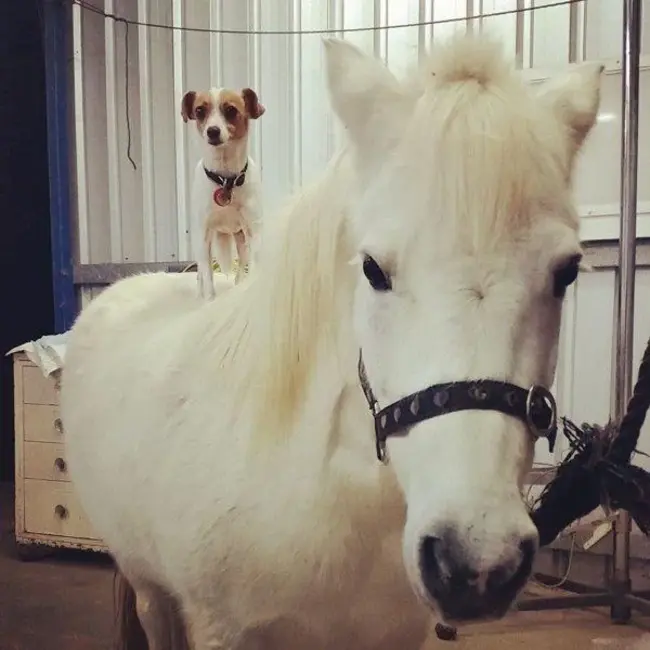 Ottawa Veterinary Hospital : 渥太华兽医医院