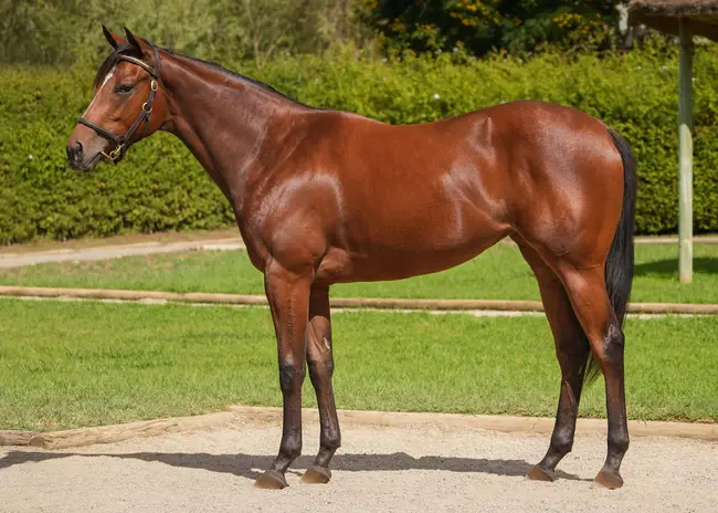 Junior Varsity Meat Market : 少年大学肉类市场