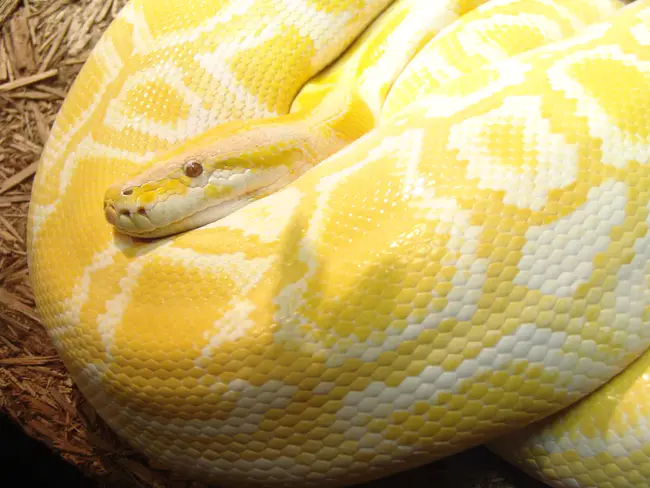 Python Business Forum : python商务论坛