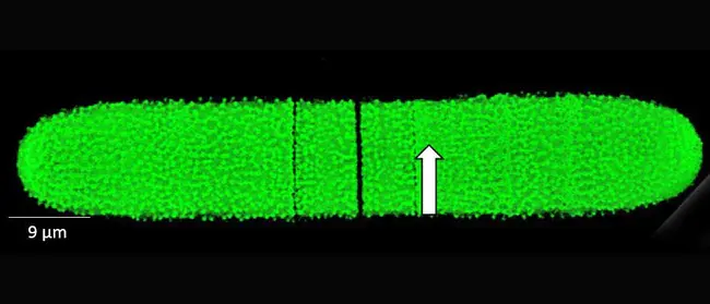 Redirecting Antibody Specificity : 定向抗体特异性