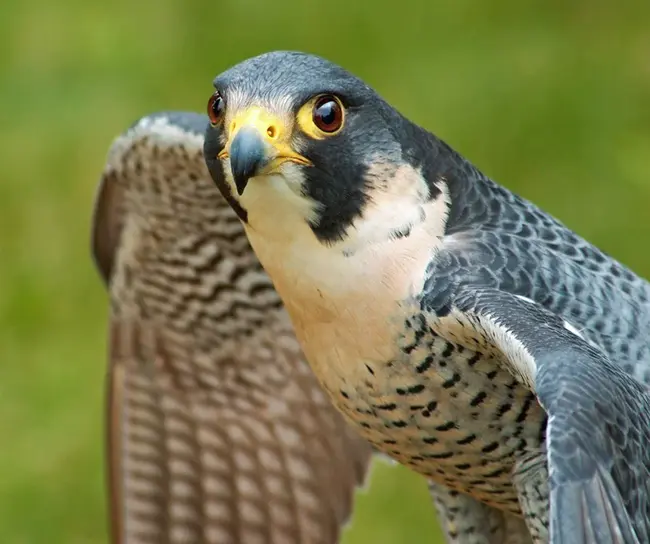 Peregrine Falcon : 游隼