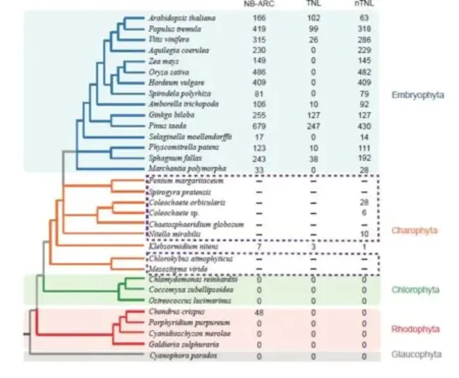 Plant Genome Research : 植物基因组研究