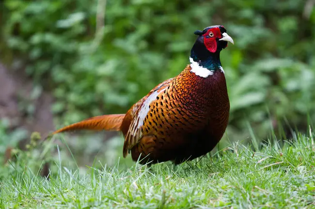 Pheasant Hill Farm : 野鸡山农场