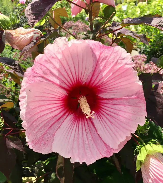 Pink Hibiscus Mealybug : 粉红芙蓉