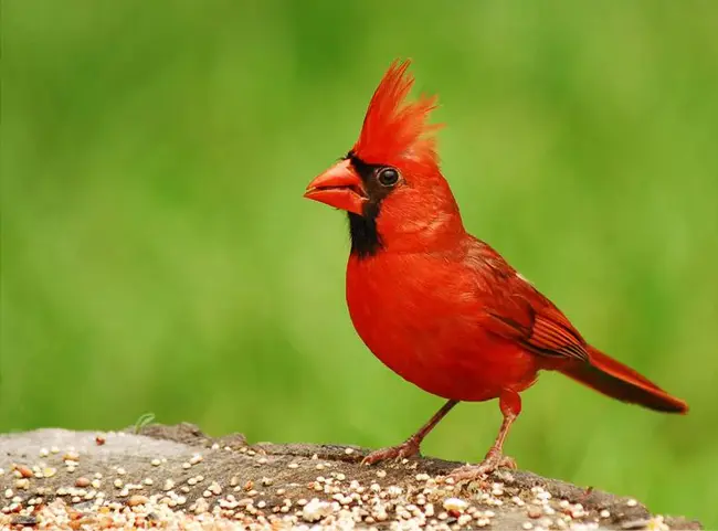 Cardinal Flyers Online : 红衣主教传单在线