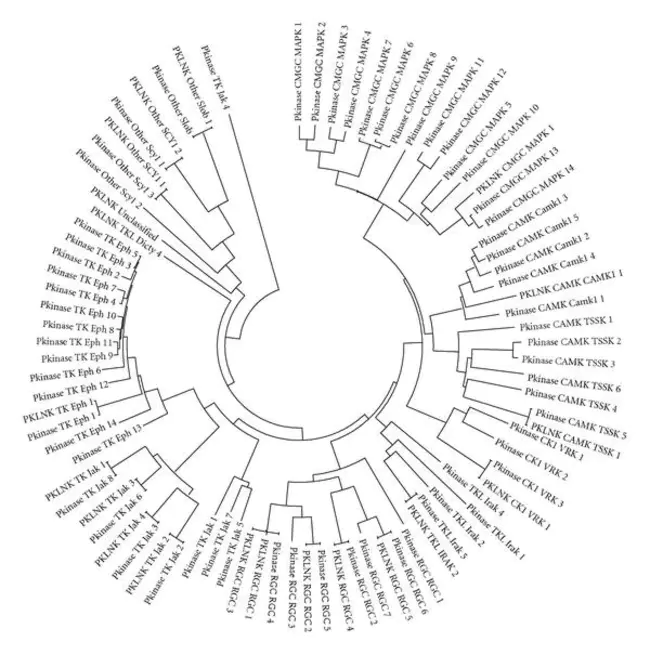 Protein KiNase C-related Kinases : 蛋白激酶C相关激酶