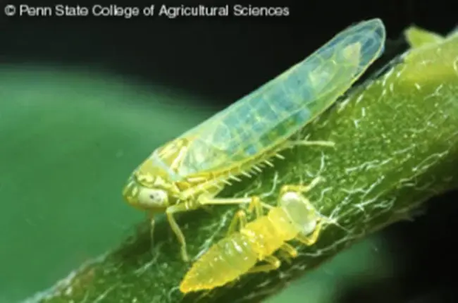 Potato LeafHopper : 马铃薯叶蝉