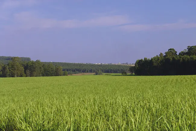 Biomass Production System : 生物质生产系统