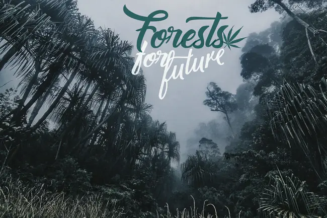 Save Our Forest Association : 拯救我们的森林协会