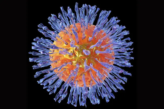 Pseudo- Rabies Virus : 伪狂犬病病毒