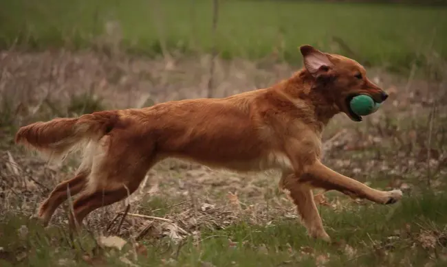 Hunting Retriever Club : 猎犬俱乐部