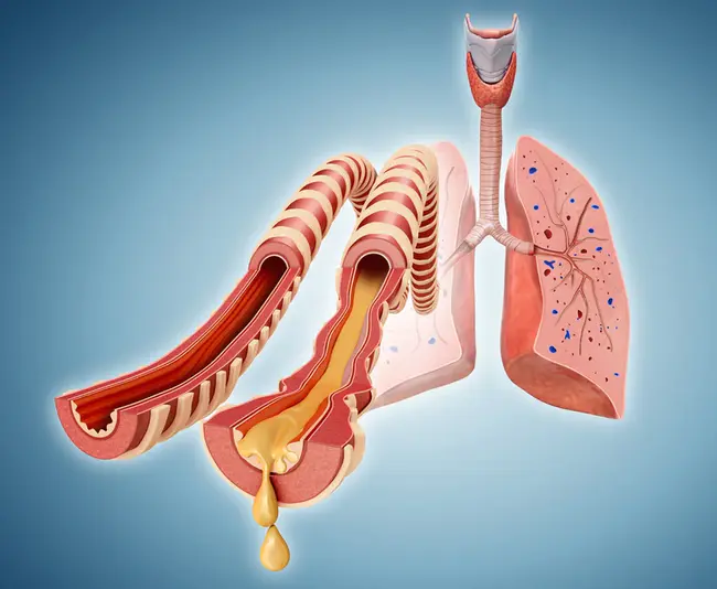 Pulmonary : 肺的