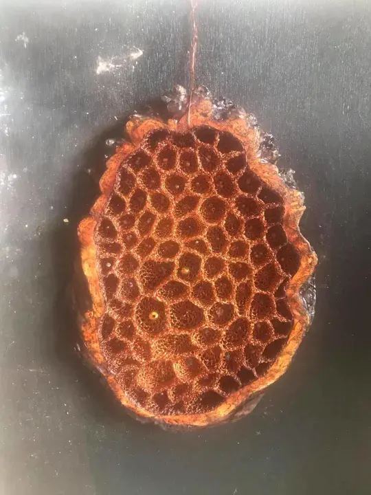 Underwater Basket Weaving : 水下编篮