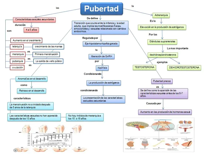 Maternal Serum Alpha Fetal Protein : 母血清α胎蛋白