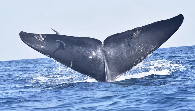 Pacific Whale Foundation : 太平洋鲸鱼基金会