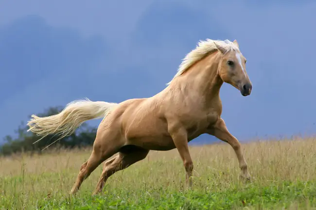 Palomino Walking Horse : 帕洛米诺走马