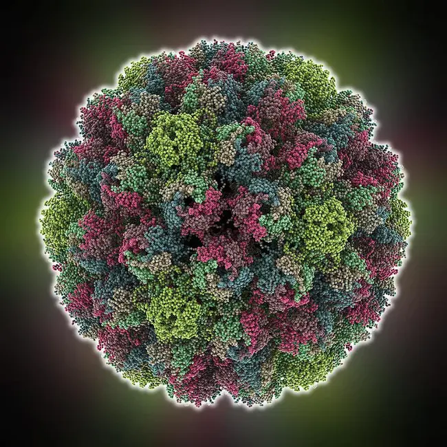 Polyomavirus : 多瘤病毒