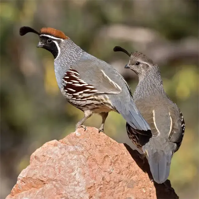 Quail Botanical Tour : 鹌鹑植物之旅