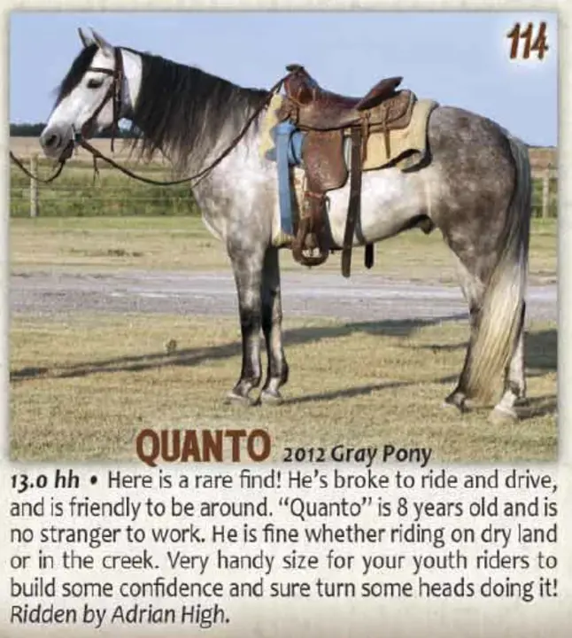 Quarter Horse Link : 四分之一马链