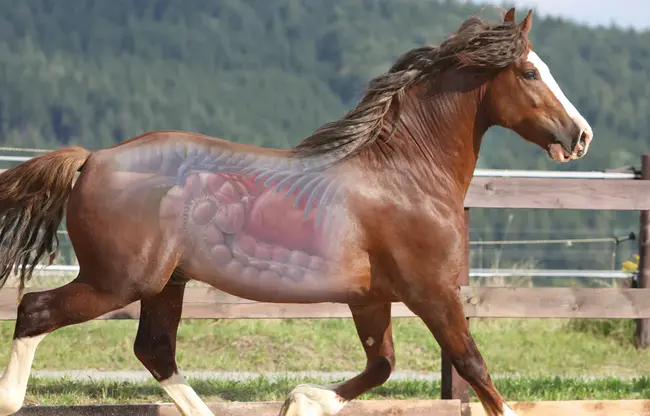 Equine Parasitic Myopathy : 马寄生性肌病