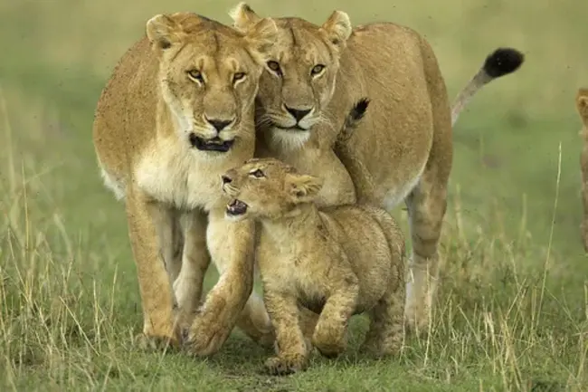 A Early Floating Lions : 早期漂浮的狮子