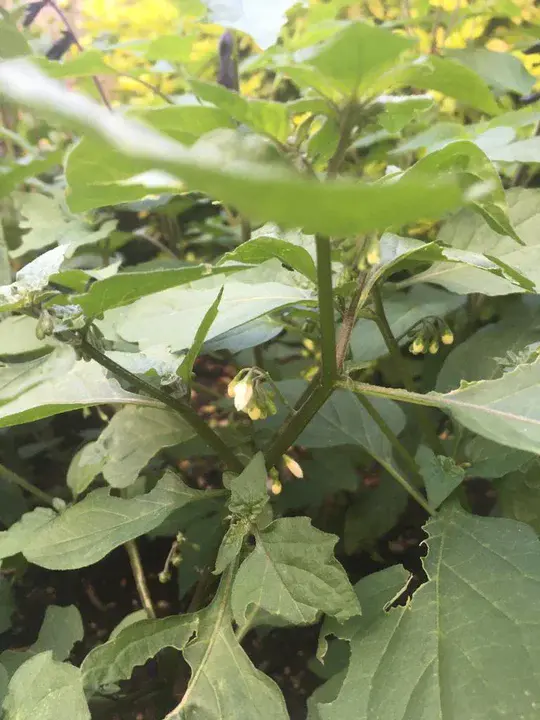 Quebec Native Women : 魁北克土著妇女