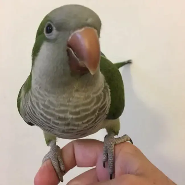 Quaker Parakeet Society : 贵格会鹦鹉协会