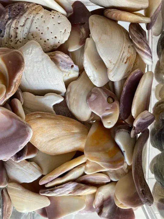 Quahog Parasite Unknown : 类猪寄生虫未知