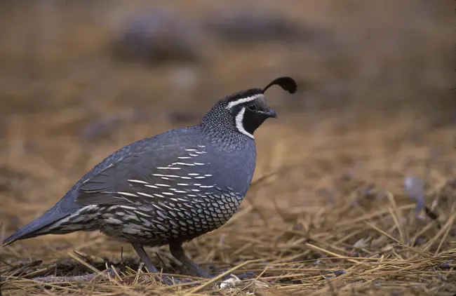 Quail Ridge Reserve : 鹌鹑岭保护区