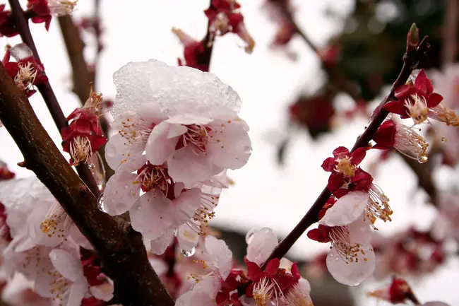 Cherry Blossom Snow : 樱花雪