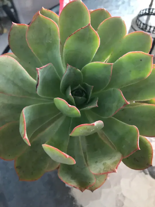 Benjamin, Indonesia : 印度尼西亚本杰明