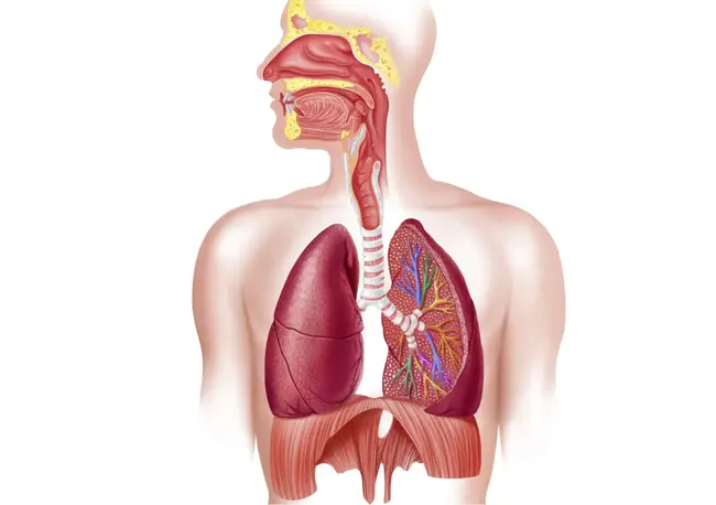 Respiratory Illness : 呼吸系统疾病