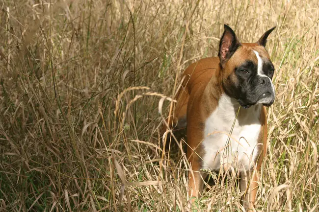 Guard Dog : 警犬