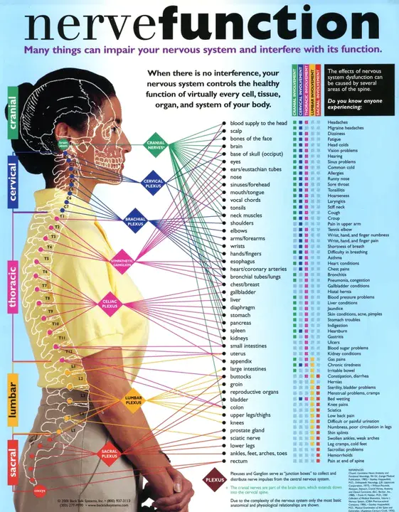 Recurrent Laryngeal Nerve : 喉返神经