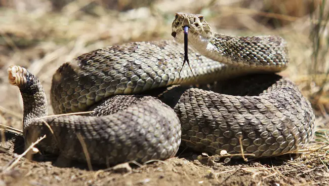 Rattlesnake Mountain Observer : 响尾蛇山观察者