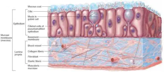 Translocase Outer Membrane : 透明外膜
