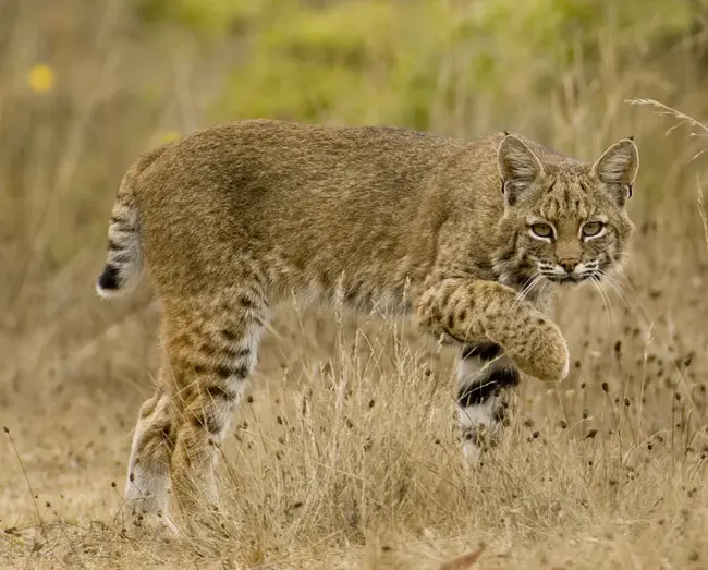 Bobcats Assume Responsibility : 山猫承担责任